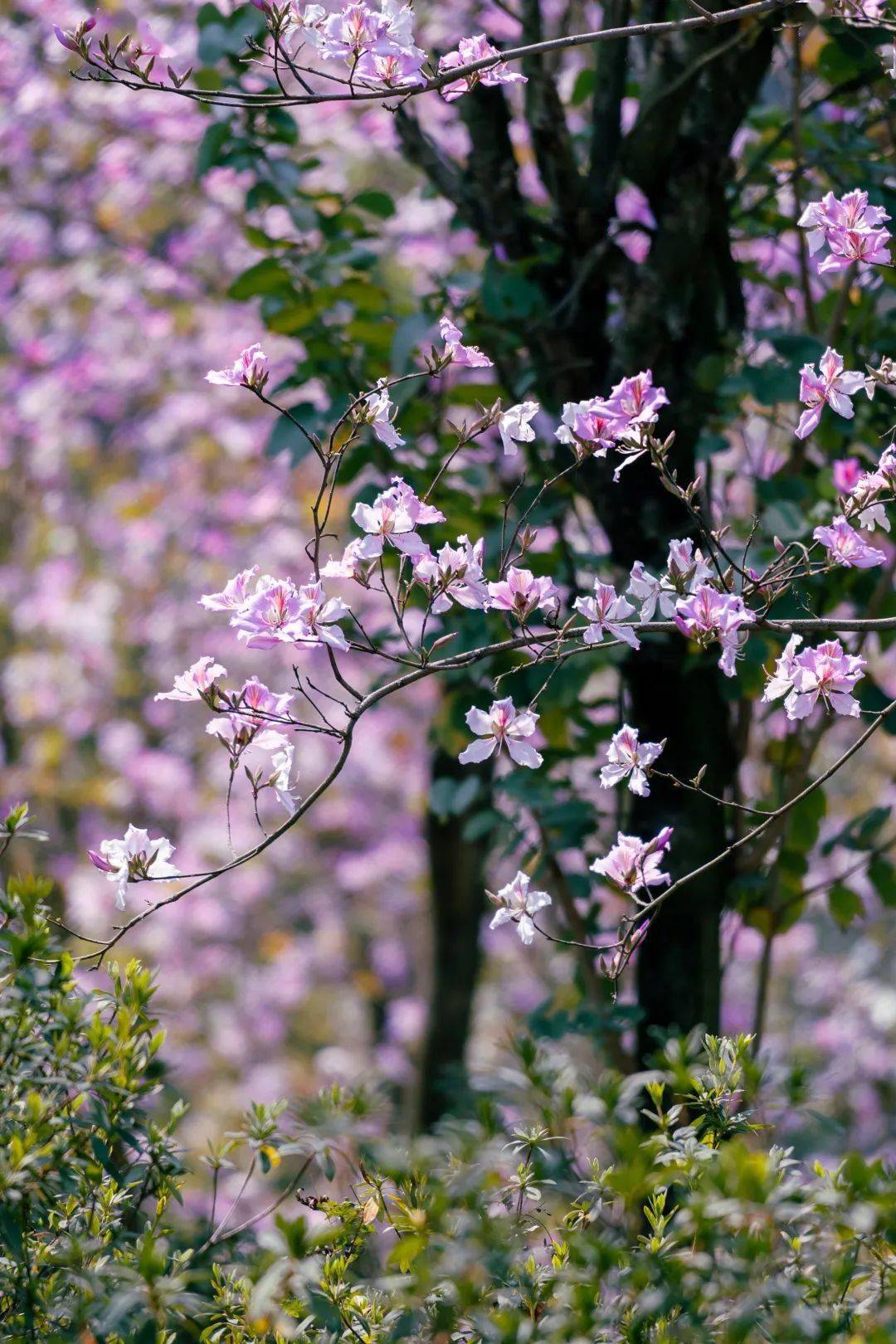 可远眺粉色花海蜿蜒远去行走路上可观花瓣纹理,嗅淡淡暗香漫步树下