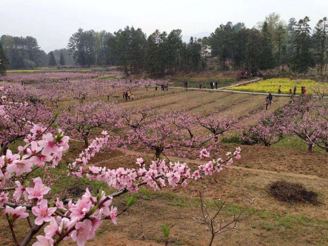 淮南西出口下——沿臥龍山路(g327)到八公山鄉郝圩村(廉頗墓附近)花期