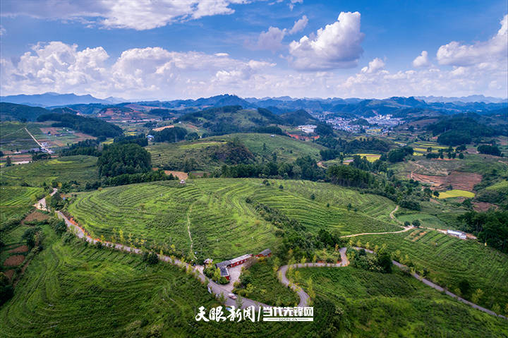乌羊麻双合蓝莓园全景麻江县蓝梦谷蓝莓森林康养基地,它既是贵州省5个
