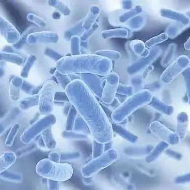 产品成分木聚糖醇,卵炎活菌酶,重组抗菌肽,多抗甲素,丁酸梭菌,肠道