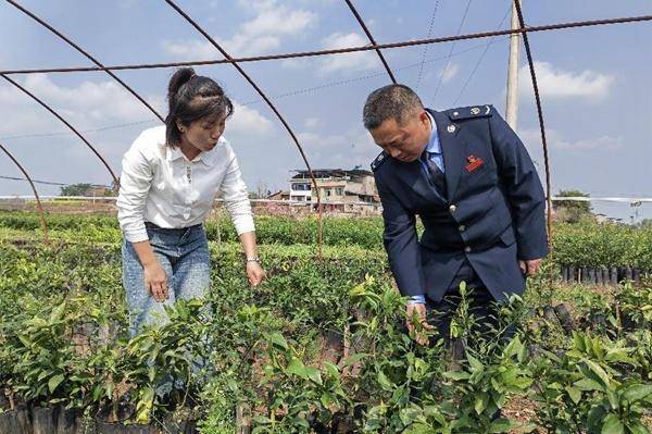 植树护林 “税务蓝”为渝添新绿