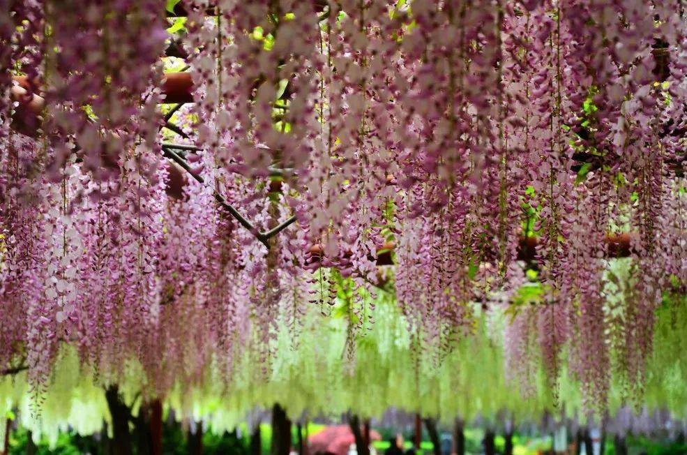紫藤花现代诗图片