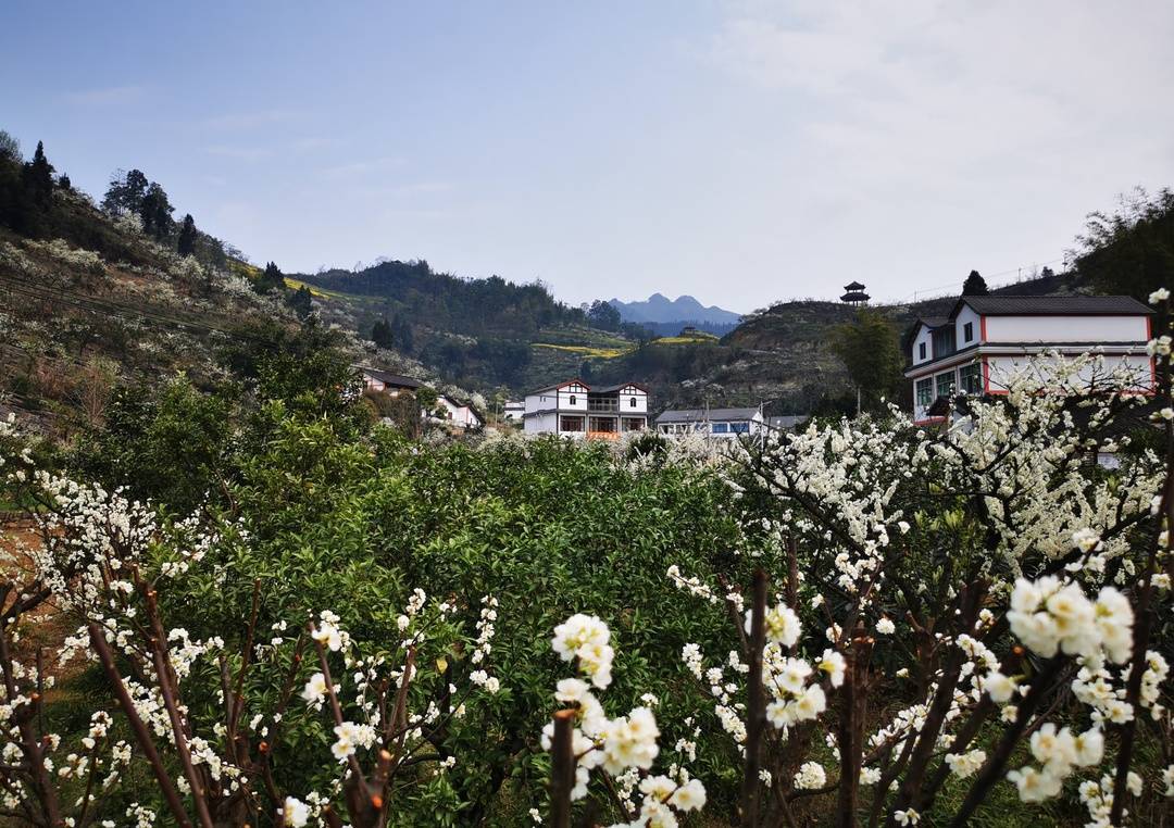 四川宜宾筠连县春风村:两首民谣唱变化,石缝里开出致富花|小康圆梦_李