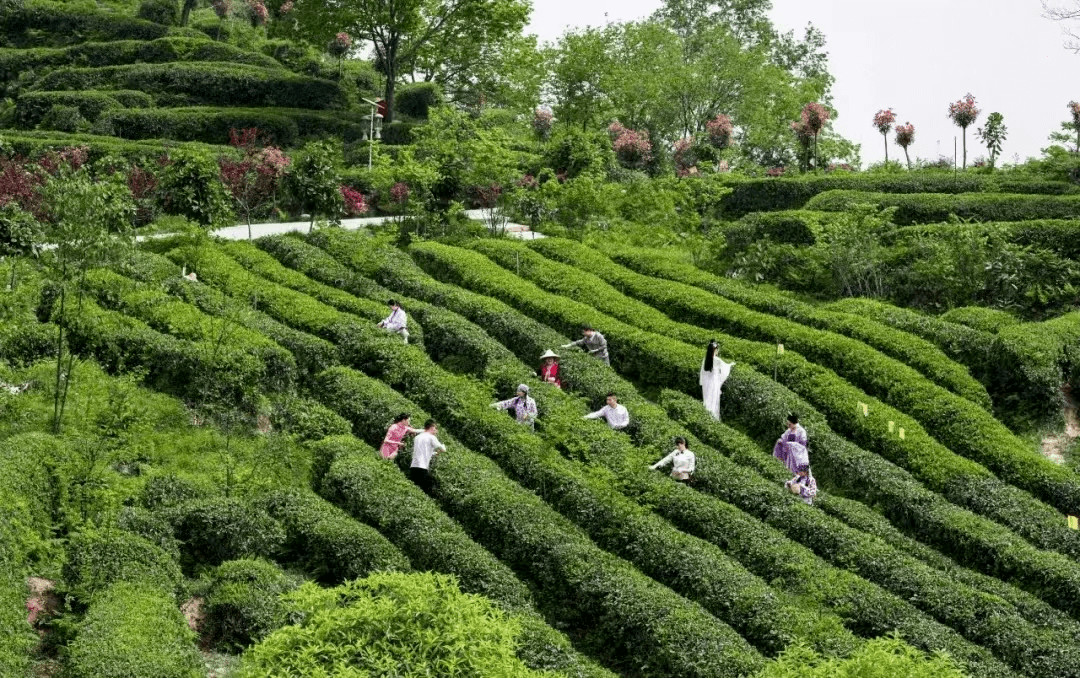 快来把都江堰的山水带回家～_青城_茶园_茶山