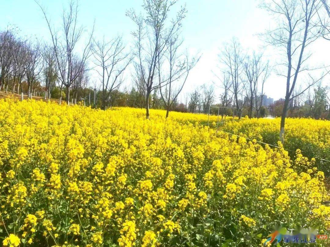 江夏油菜花图片