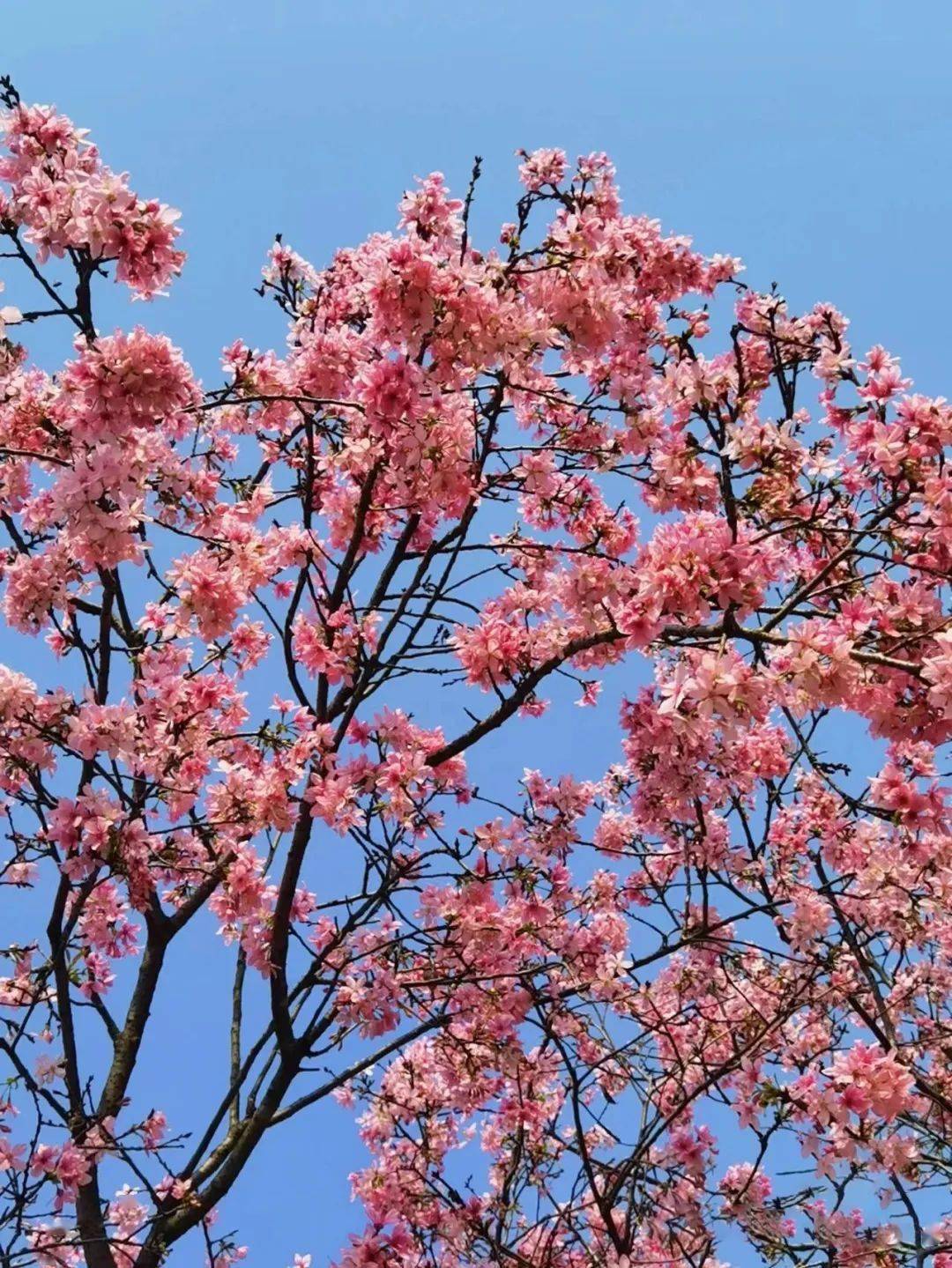 广州海珠湿地公园樱花图片