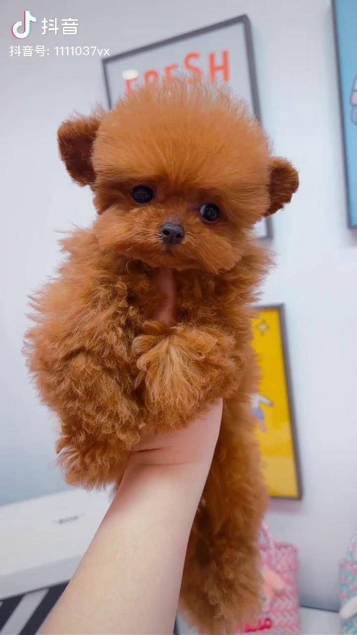 超小一只红色的茶杯泰迪!泰迪 茶杯泰迪 泰迪犬 泰迪宝宝