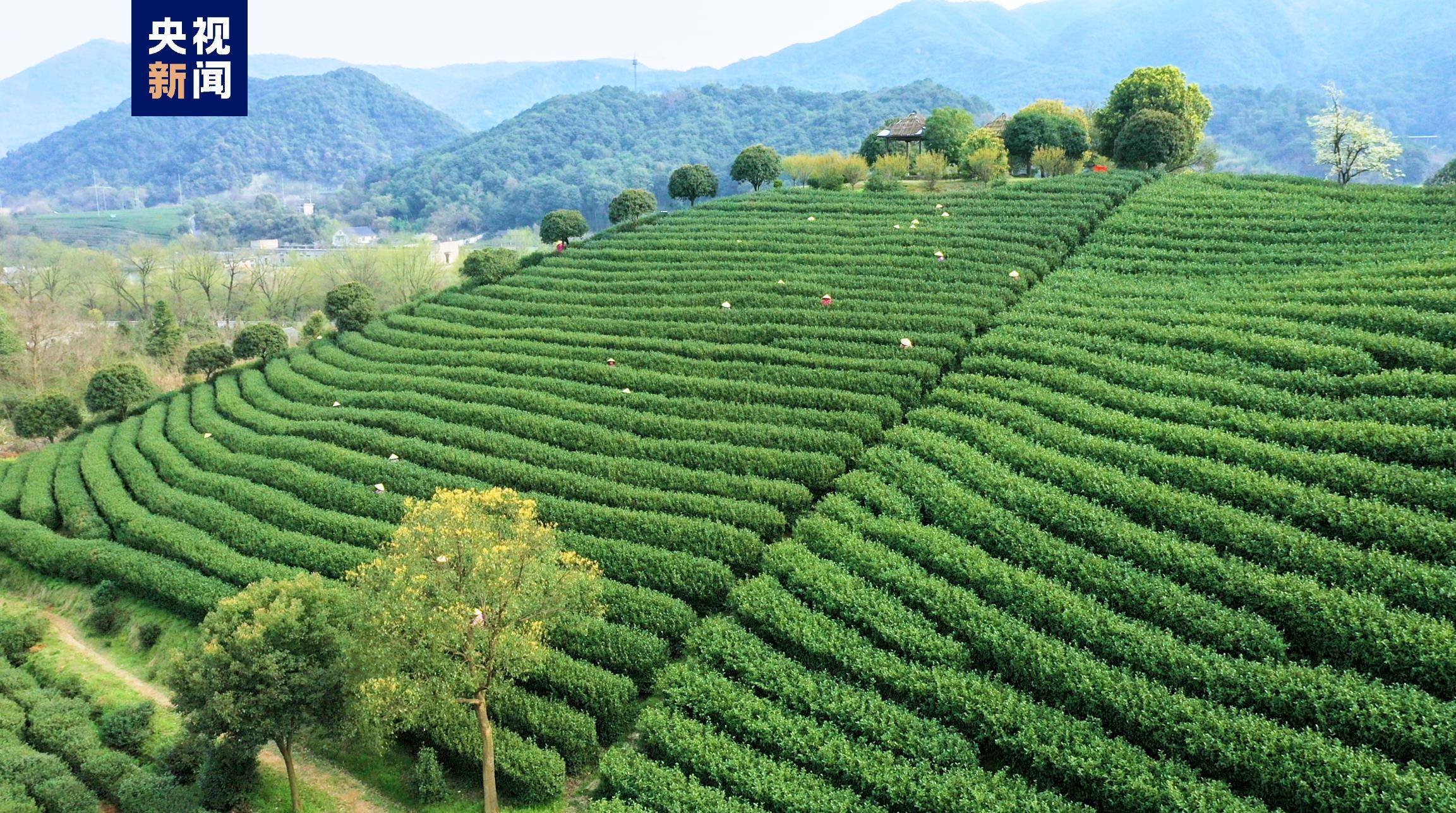 气温转暖 浙江杭州西湖龙井正式开采_茶园_梁烨_总台
