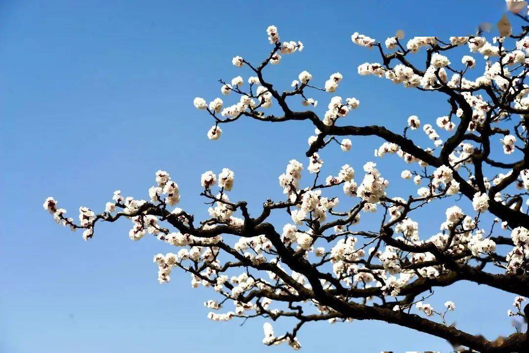 花开正当时,快来蓝田赴一场浪漫的杏花之约!