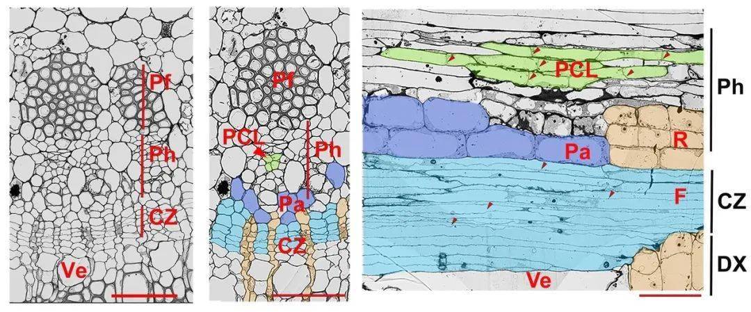 mol plant | 浙江大学生命科学学院杜娟课题组报道植物维管组织结构与