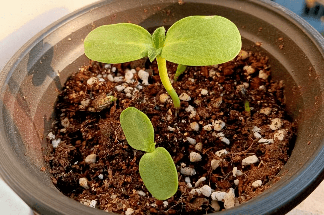 也学会了记录植物的生长过程同学们学会了植物的催芽方法通过该课程更