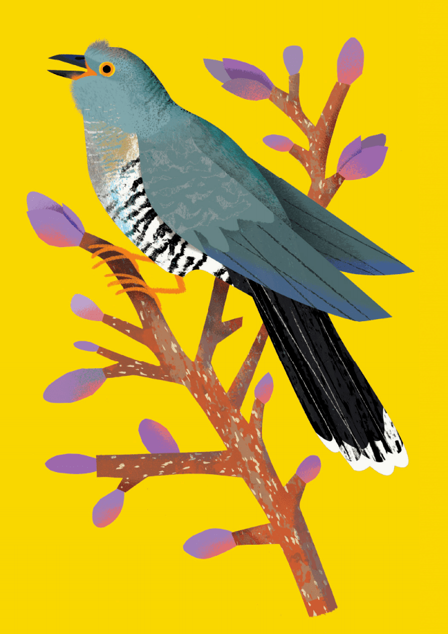 寒冷的冬季过后,新生命在森林中绽放,我们可以看布谷鸟归来,樱桃花