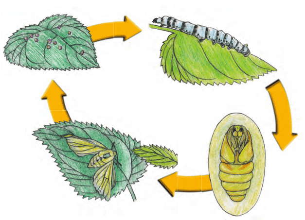 蚕子的演变过程画图片