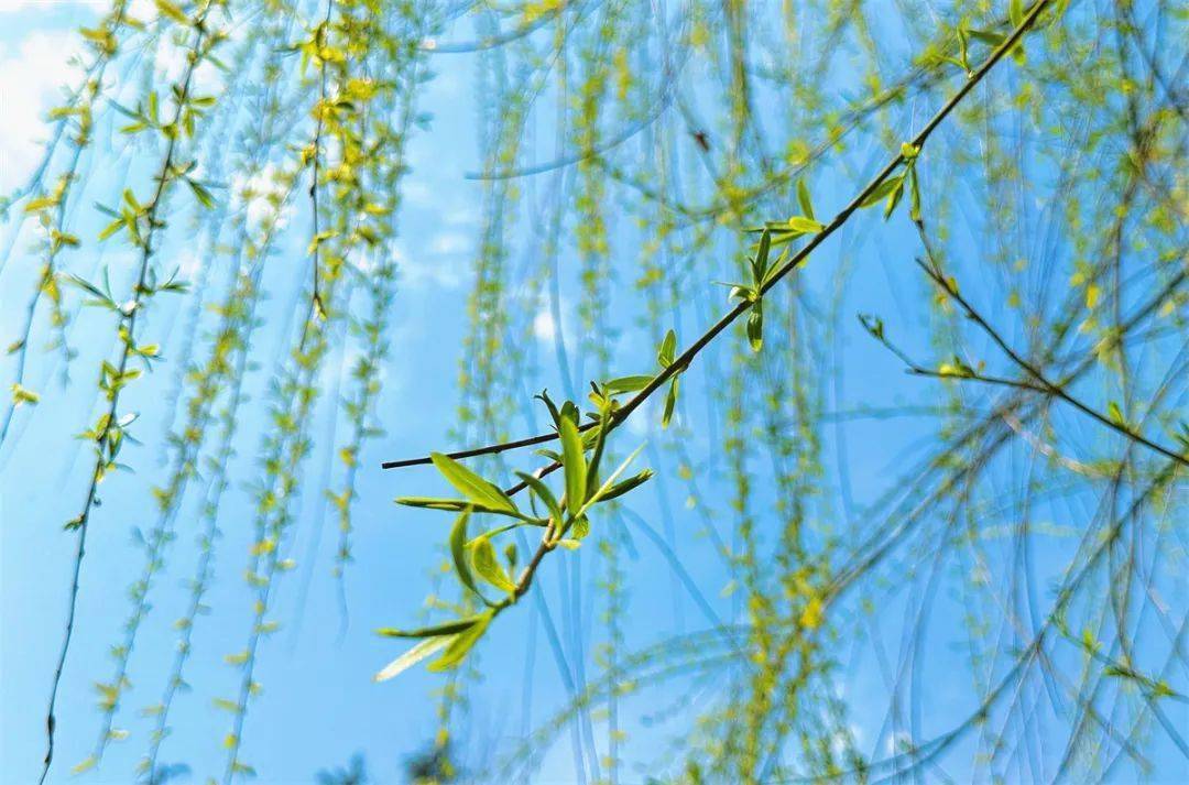 选出您心中的最美_春光_大湖_征集