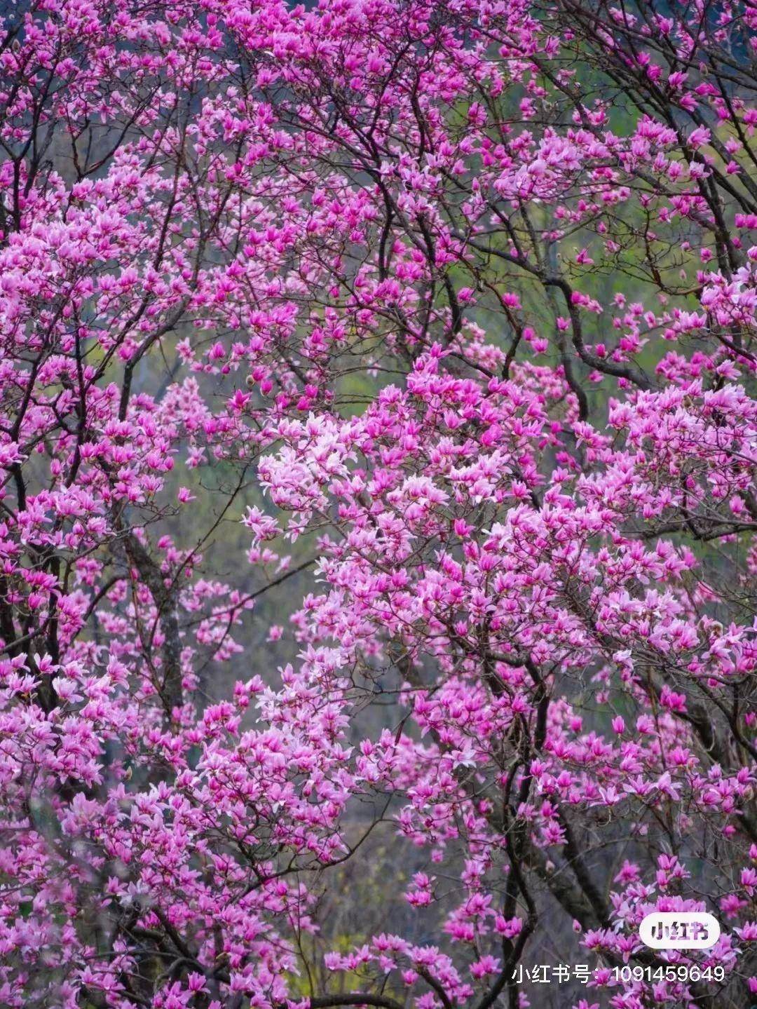 辛夷花（辛夷花 玉兰） 第7张