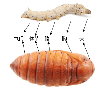 (4)蛹和蚕的幼虫比较:虽然蛹和蚕的形状,颜色都不同,但它们都具有头