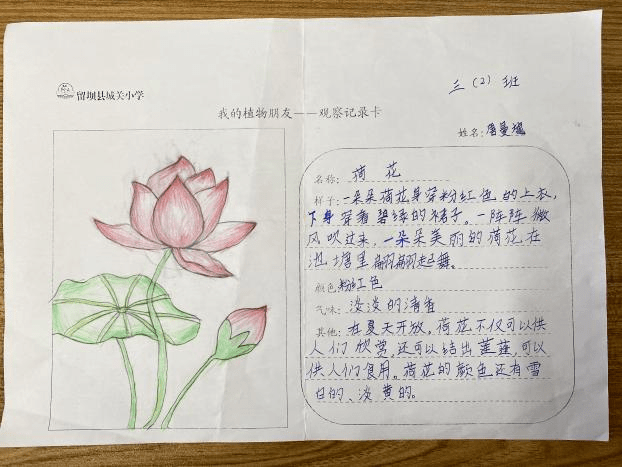 三年级植物记录卡荷花(三年级植物记录卡荷花多字)