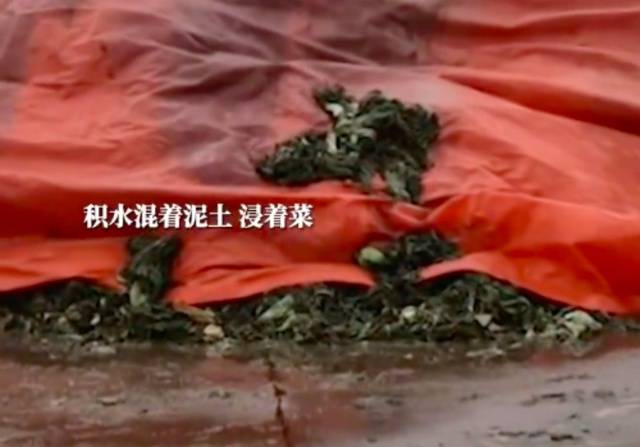 玉蕾橄榄菜被曝光：污水横流苍蝇乱飞 监管部门