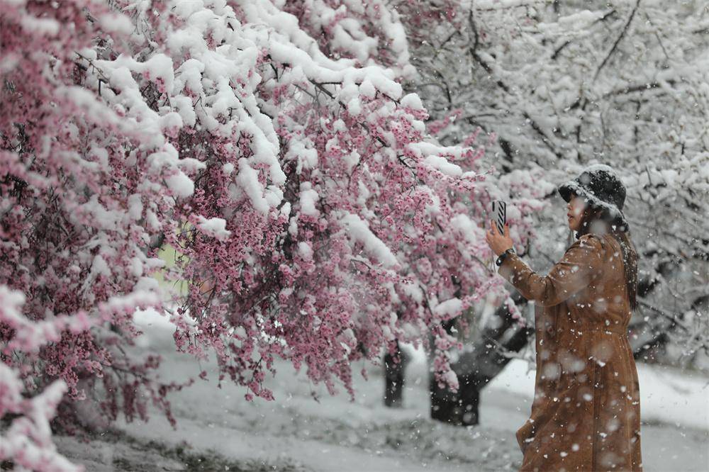 三月桃花雨一张风雪图图片