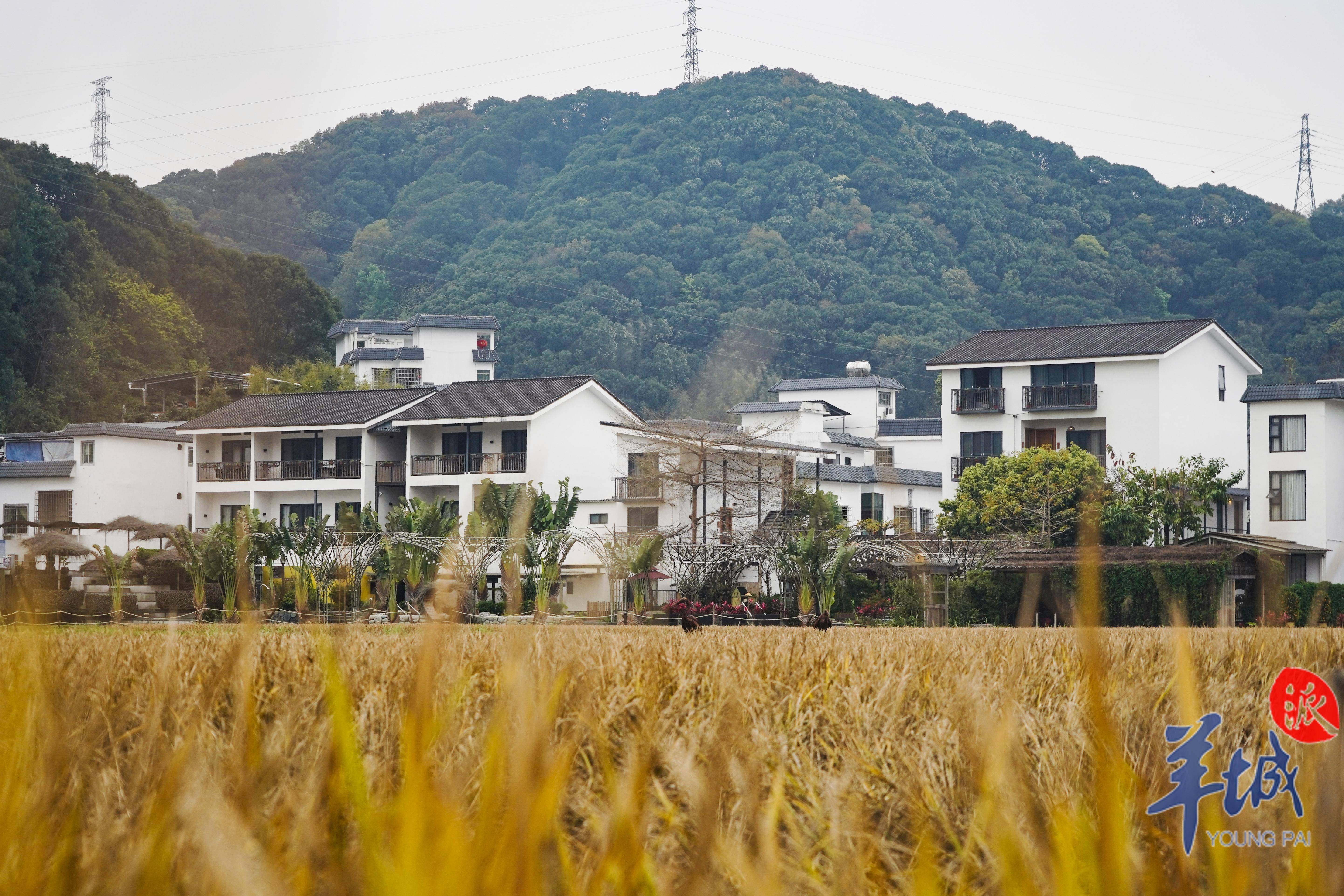 【视频】聚焦从化,花都:看广州文旅高质量蝶变风采