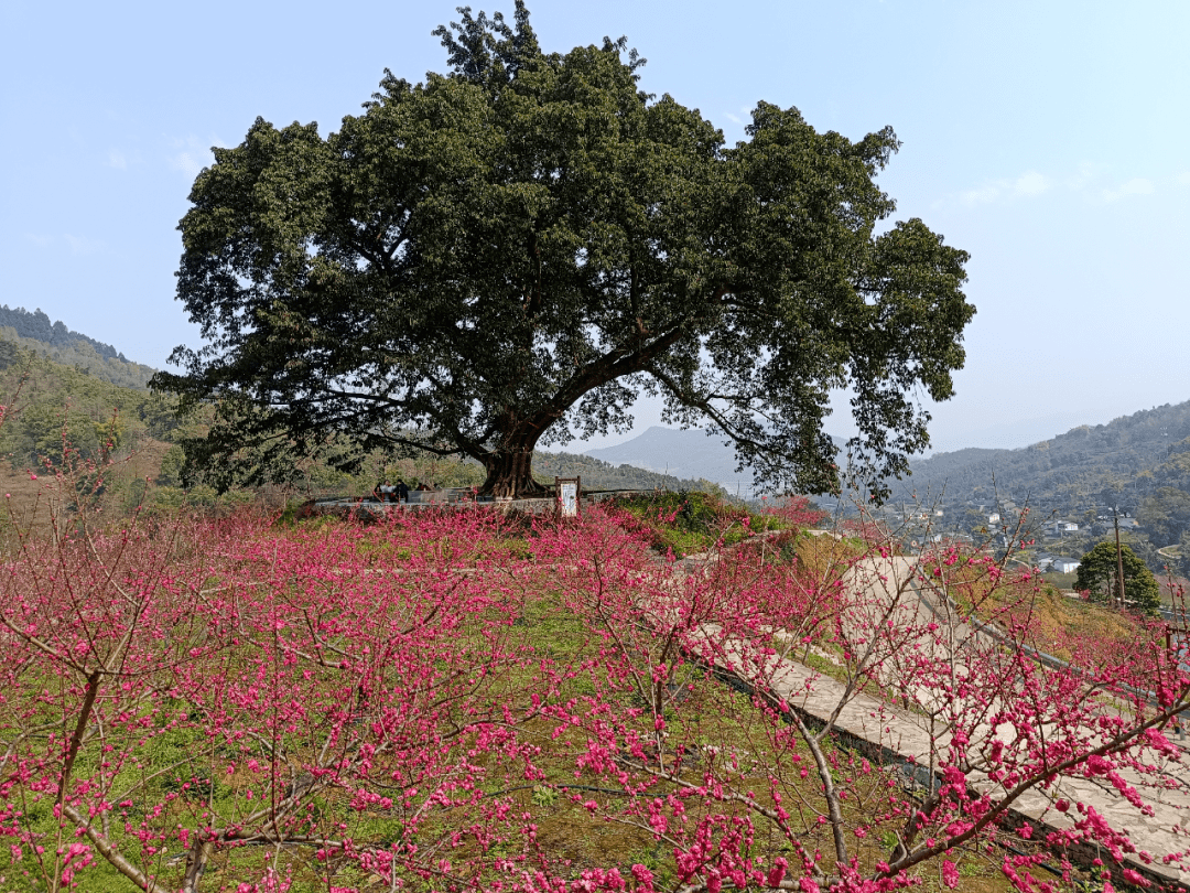 三月赏桃花,来南桐王家坝,丛林绿水就对了!_万盛_种植_丛绿