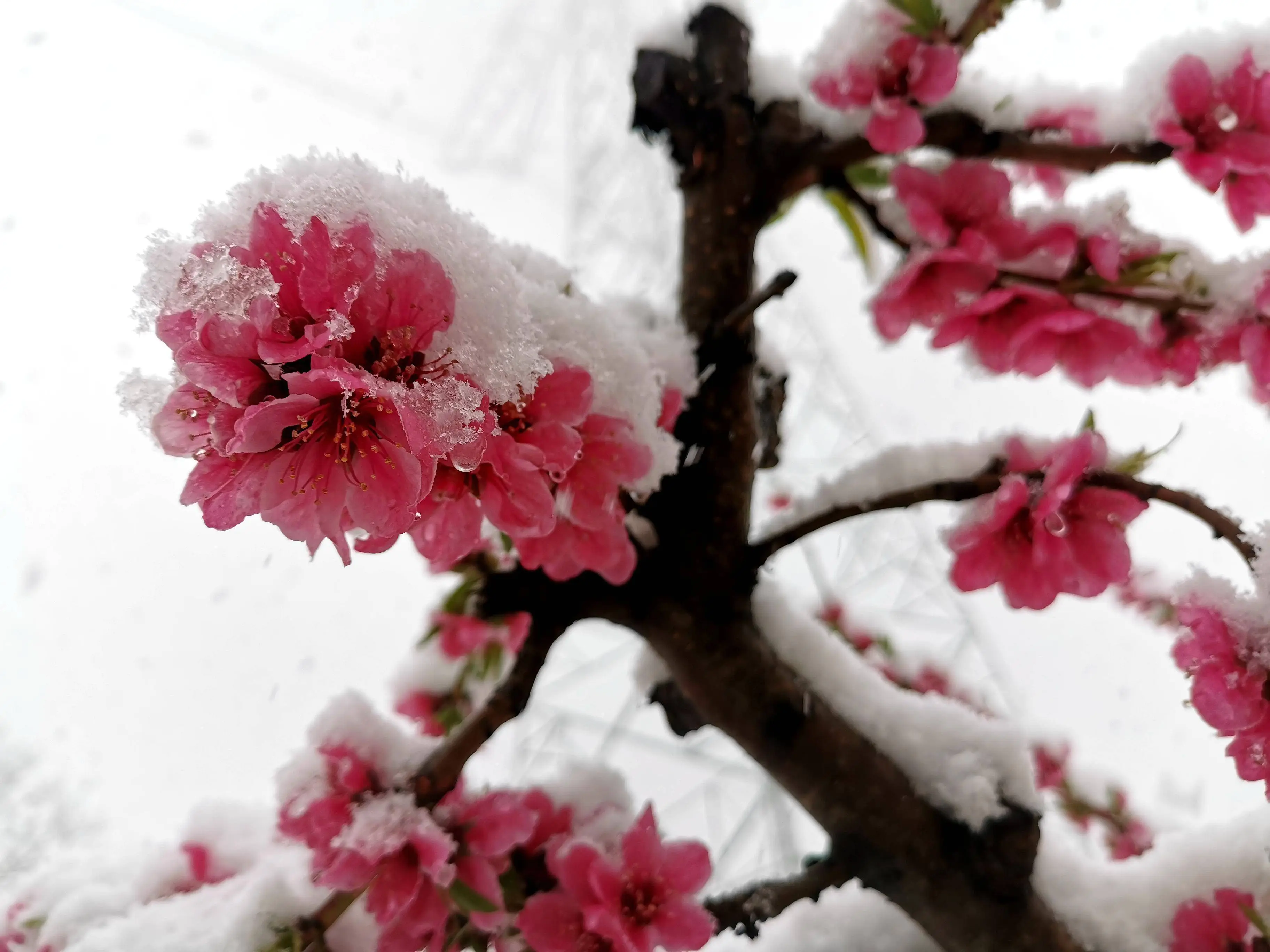 鹧鸪天《又见桃花雪》