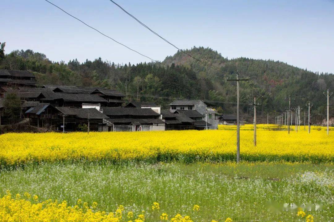【聚焦】贵州天柱:油菜花开满园春 传统村落别样景_庭院_中国_元田