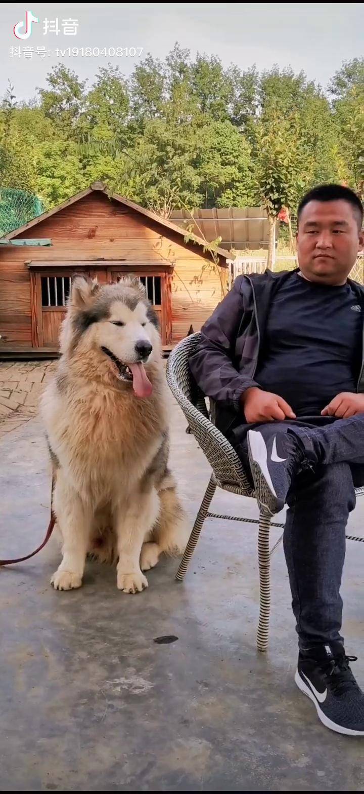 妈妈和猛犬阿拉斯加图片