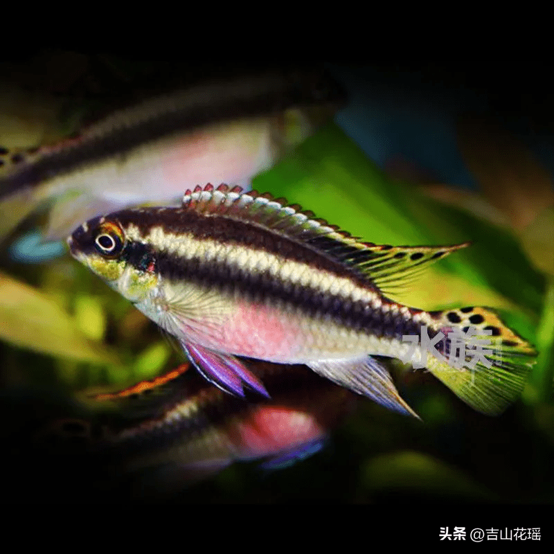 红肚凤凰鱼繁育技术