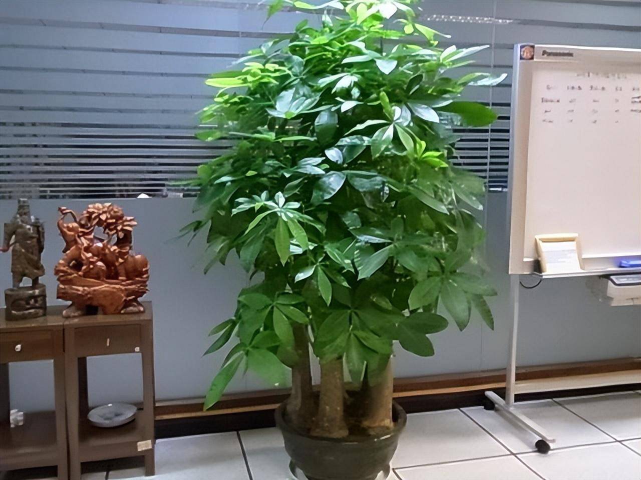 金钱树开花（金钱树开花图片 预示） 第3张