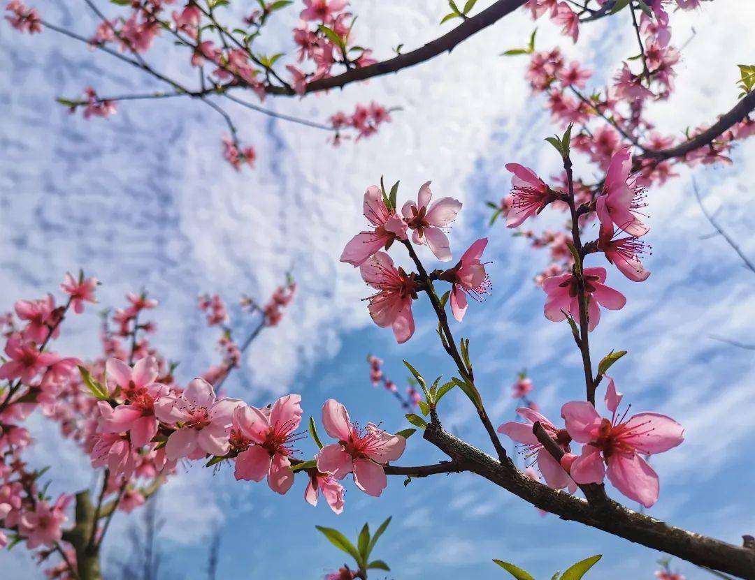 相约春天 "醉美"荆州_文化_方特_旅游