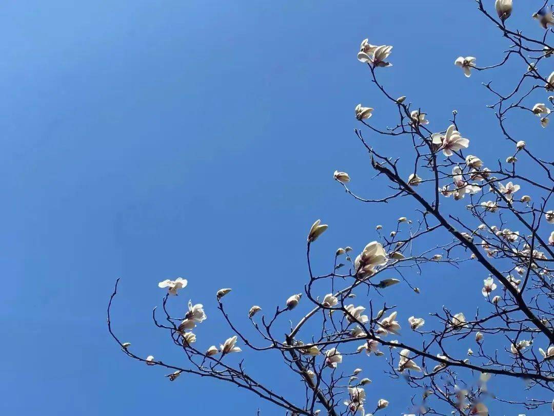 齊河縣晏北街道中心幼兒園齊河縣機關第一幼兒園陽光一品分園齊河縣