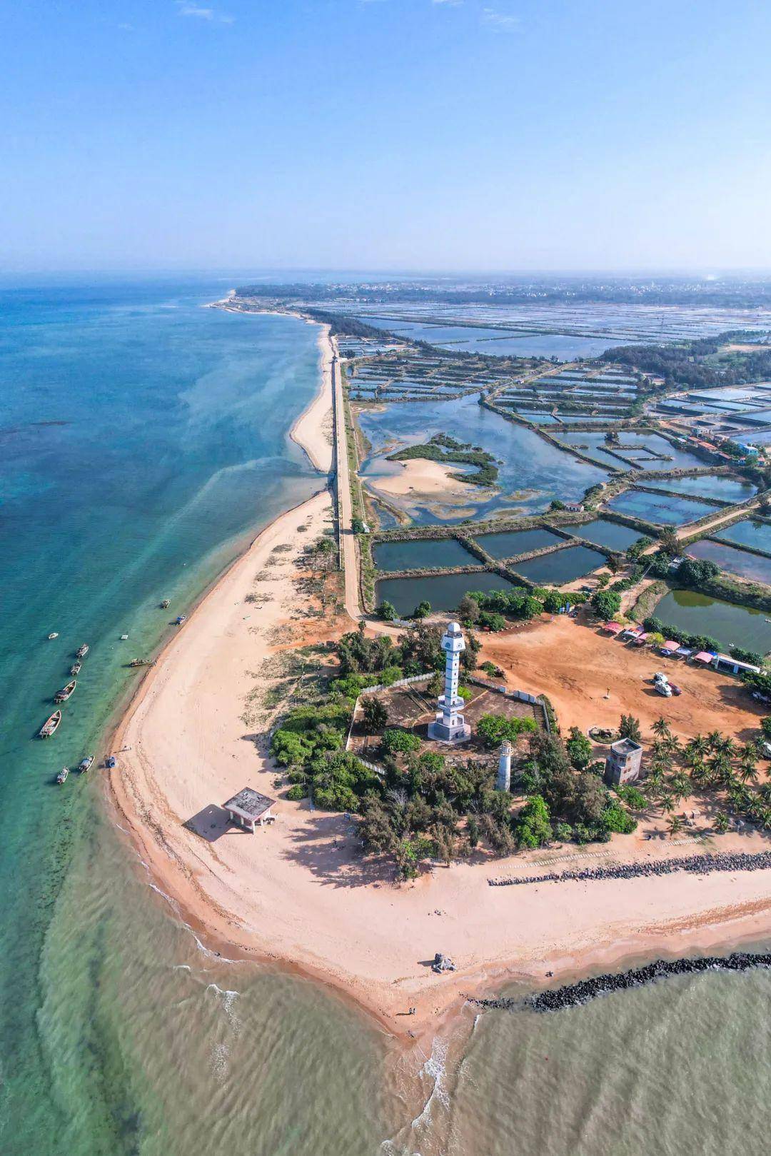 大陆最南端的县,凭什么在春天甜翻整个中国?_徐闻_菠萝_林嘉