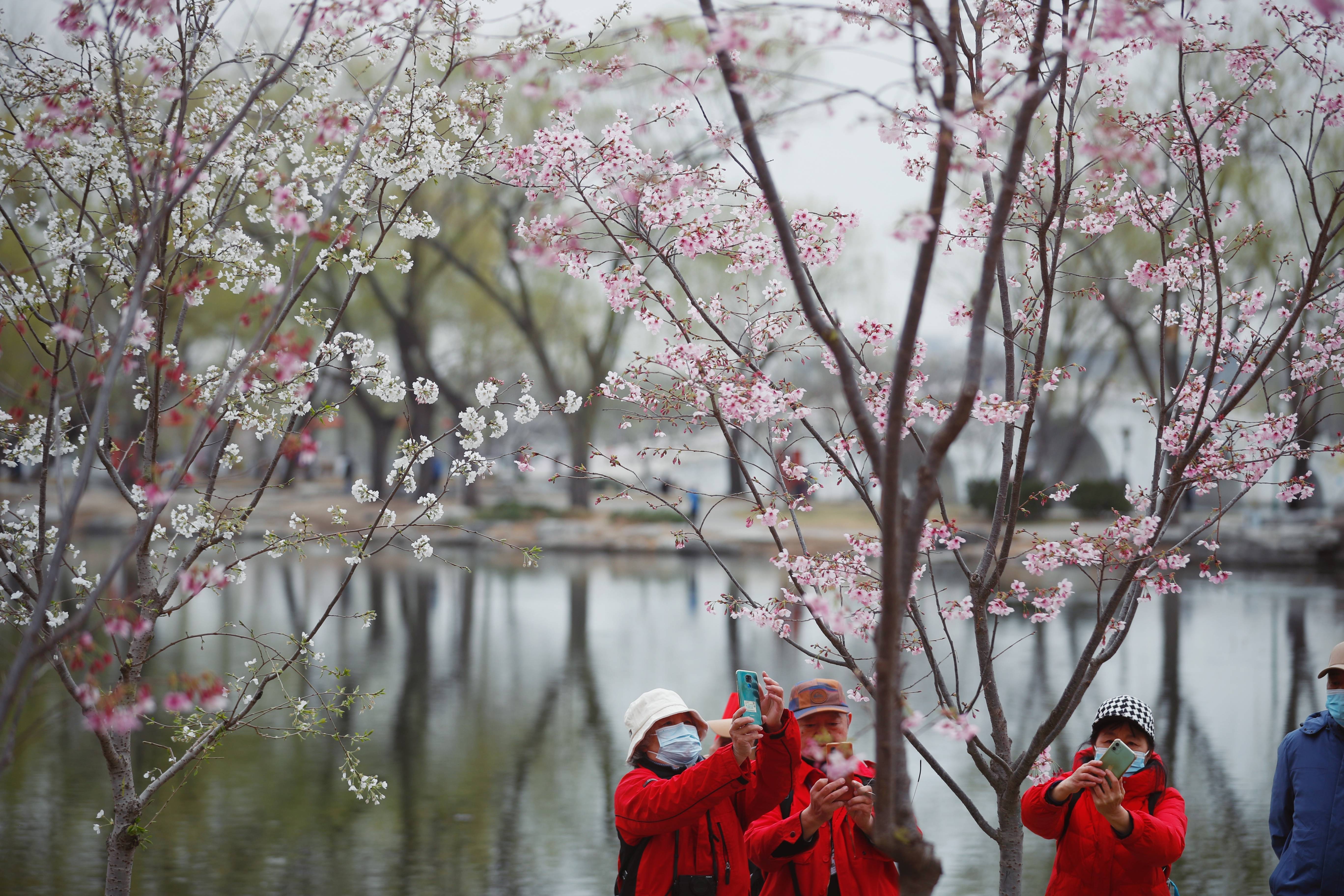 玉渊潭公园樱花节来了-新闻频道-和讯网