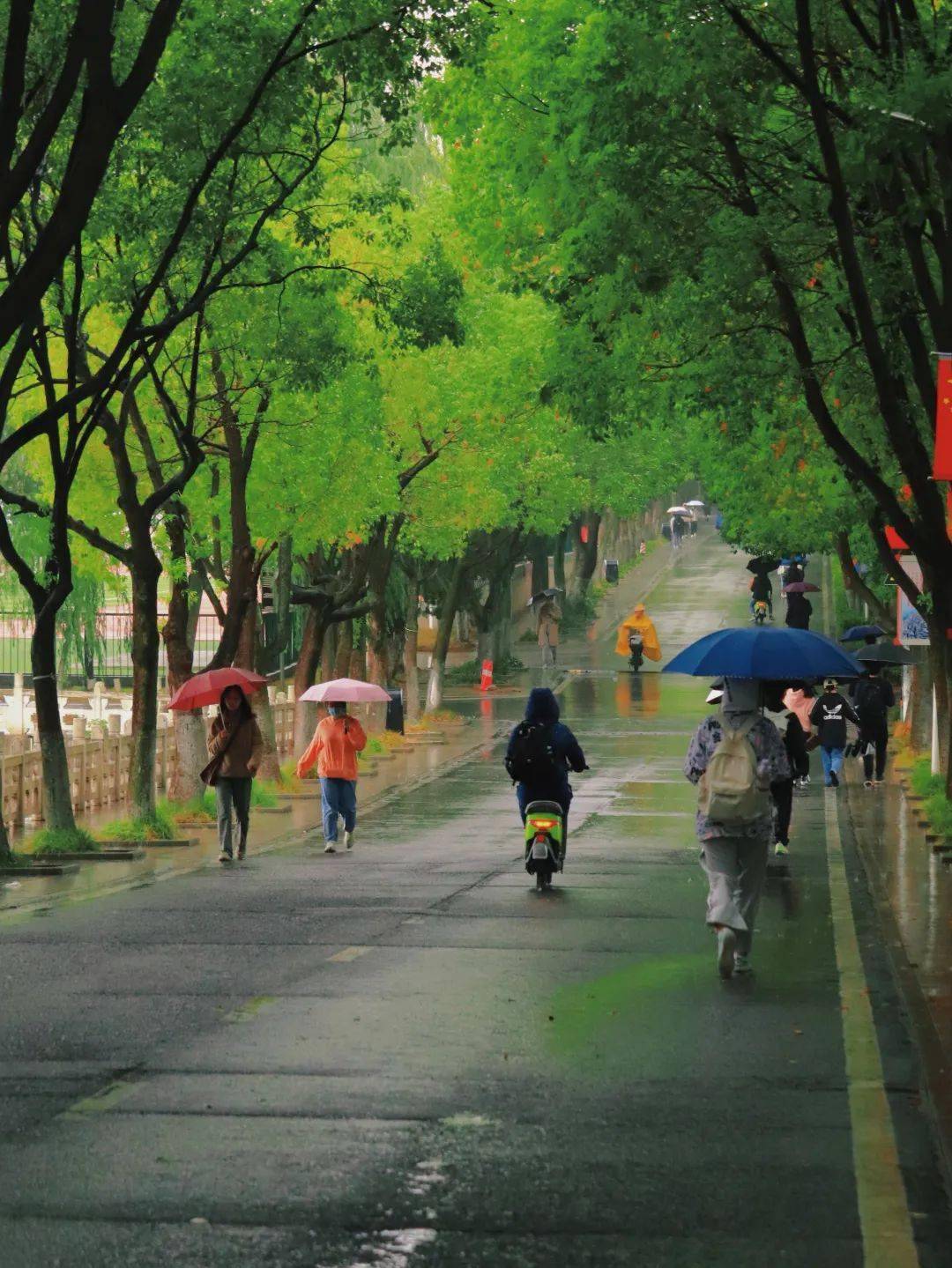 叮~春夜喜雨,您有"一剂清凉"待领取!_春雨_来源_草木