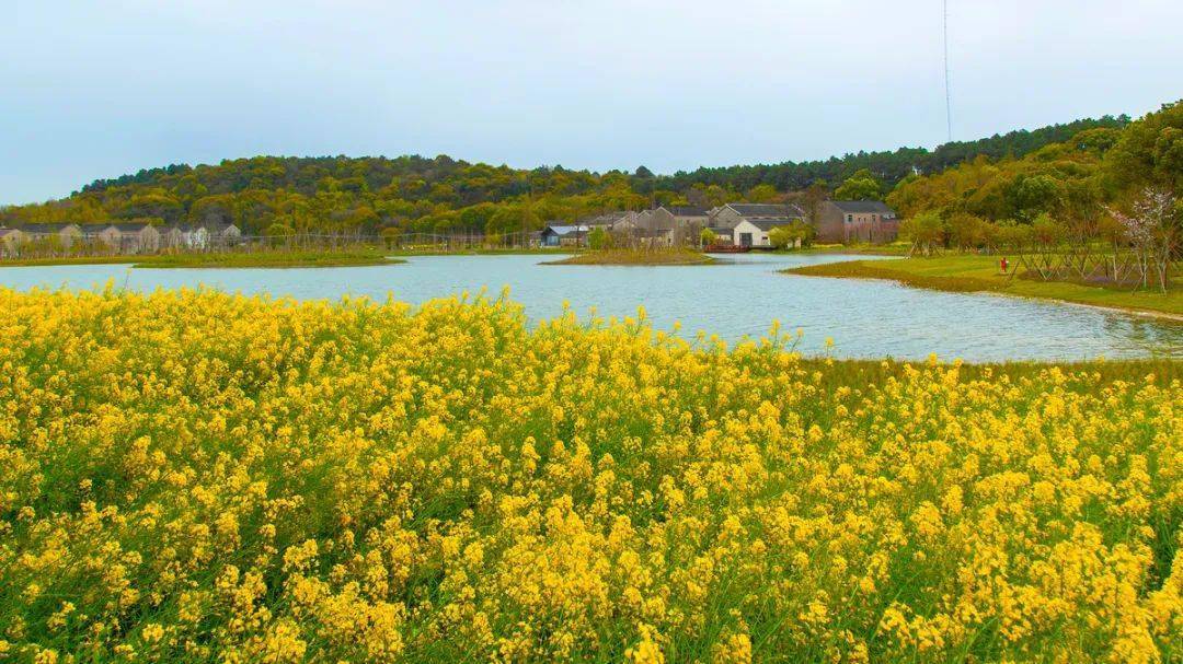 樱花树批发基地电话号码