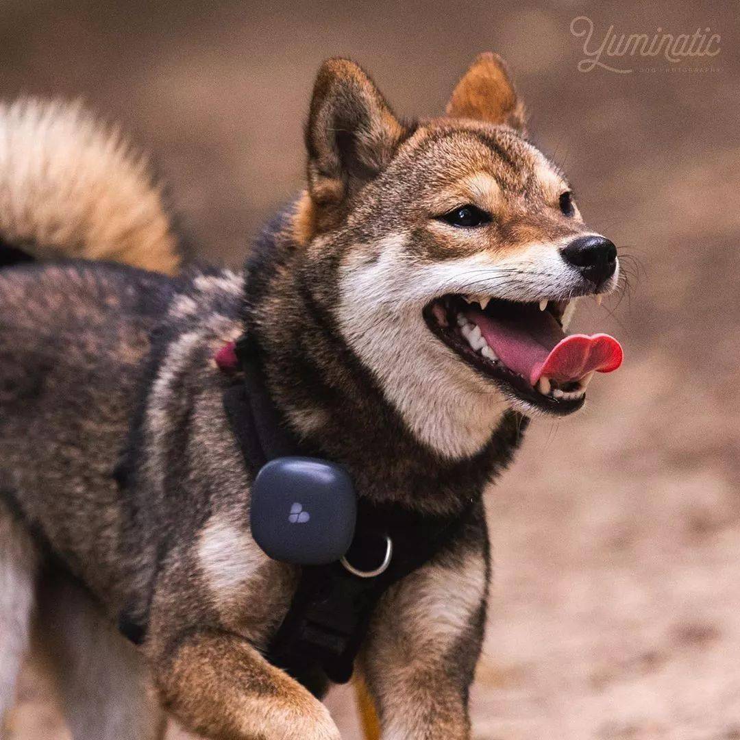 这里有个柴犬,烤糊了…