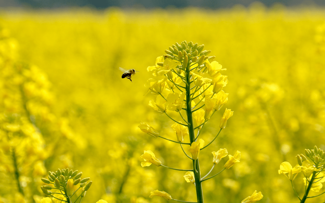 双流油菜花观赏图片