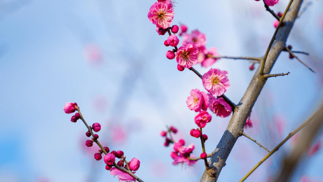 最美花海！“烟花三月下扬州”十佳赏花地评选活动上线！