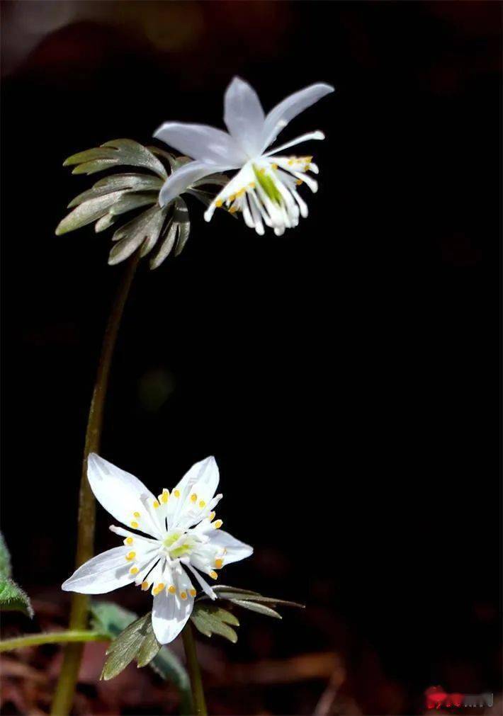 龙头新闻·黑龙江日报|白色冰凌花