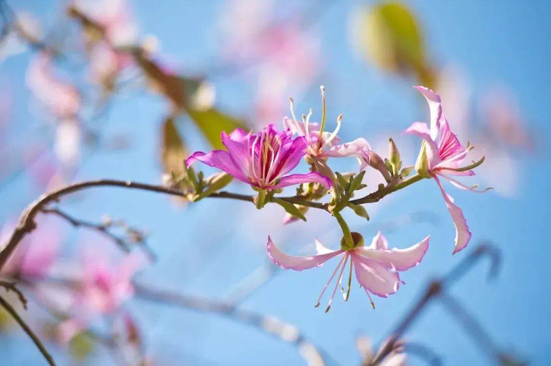 郑州多地赏花节、花展来啦！