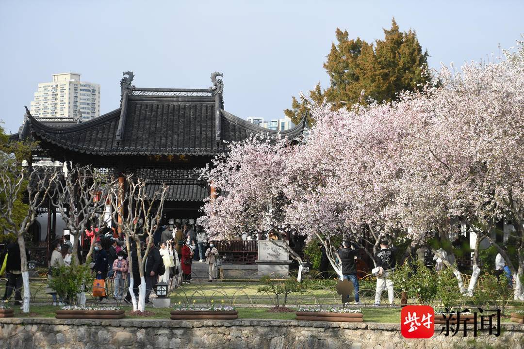 花花“视”界|南京莫愁湖垂丝海棠争奇斗艳，非遗市集吸引浩瀚旅客