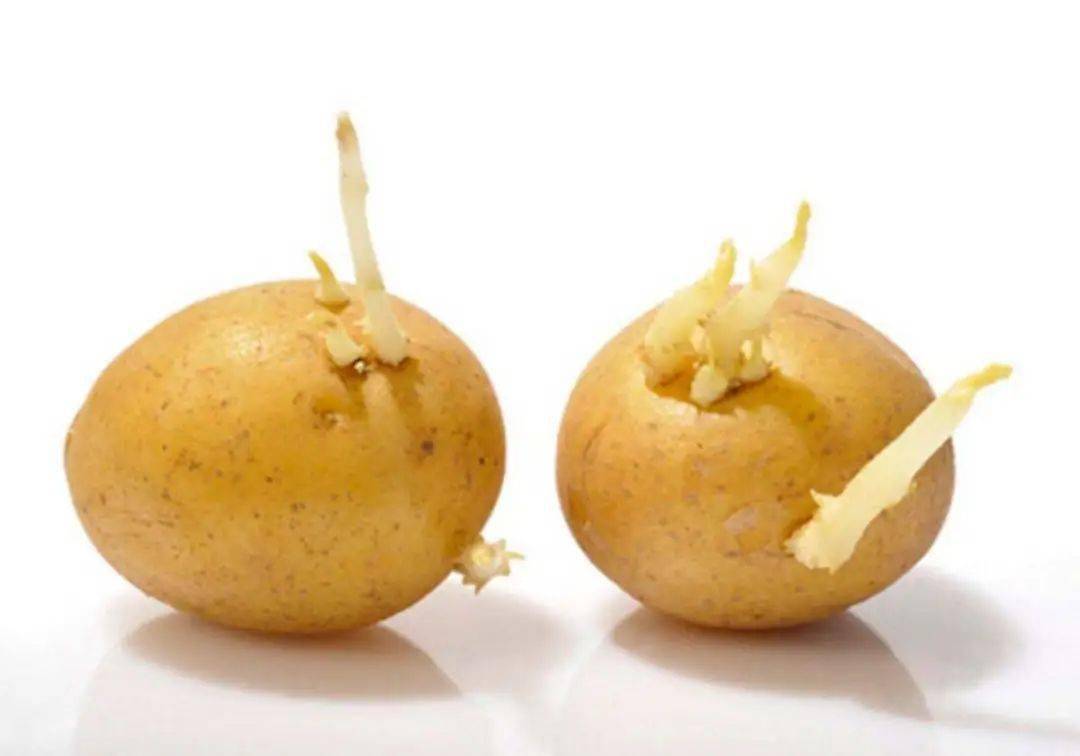 发芽食物到底能不能吃?哪些会营养加倍,哪些会产生毒素?_土豆_方法_食