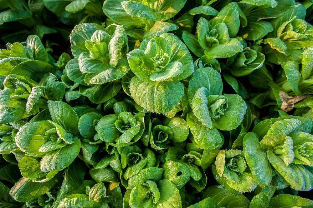 乙螨唑,哒螨灵,双甲脒,囚螨嗪,炔螨特,联苯肼酯等;14,杀螨类四聚乙醛