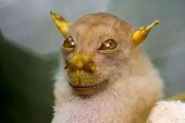 人面犬,长相酷似人类长鼻猴,大概是鼻涕擤多了叶状螽(zhōng)斯,长得