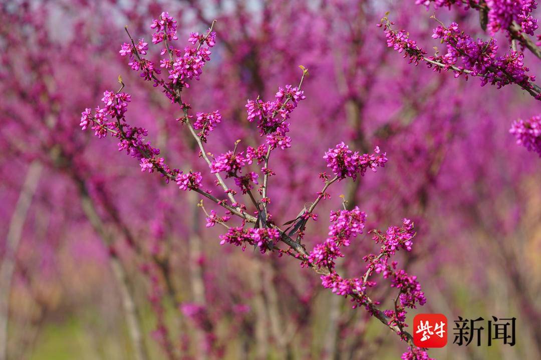 图为美丽的紫荆花此外,紫荆树还是美丽的观赏树木,紫红色,盛开时繁英