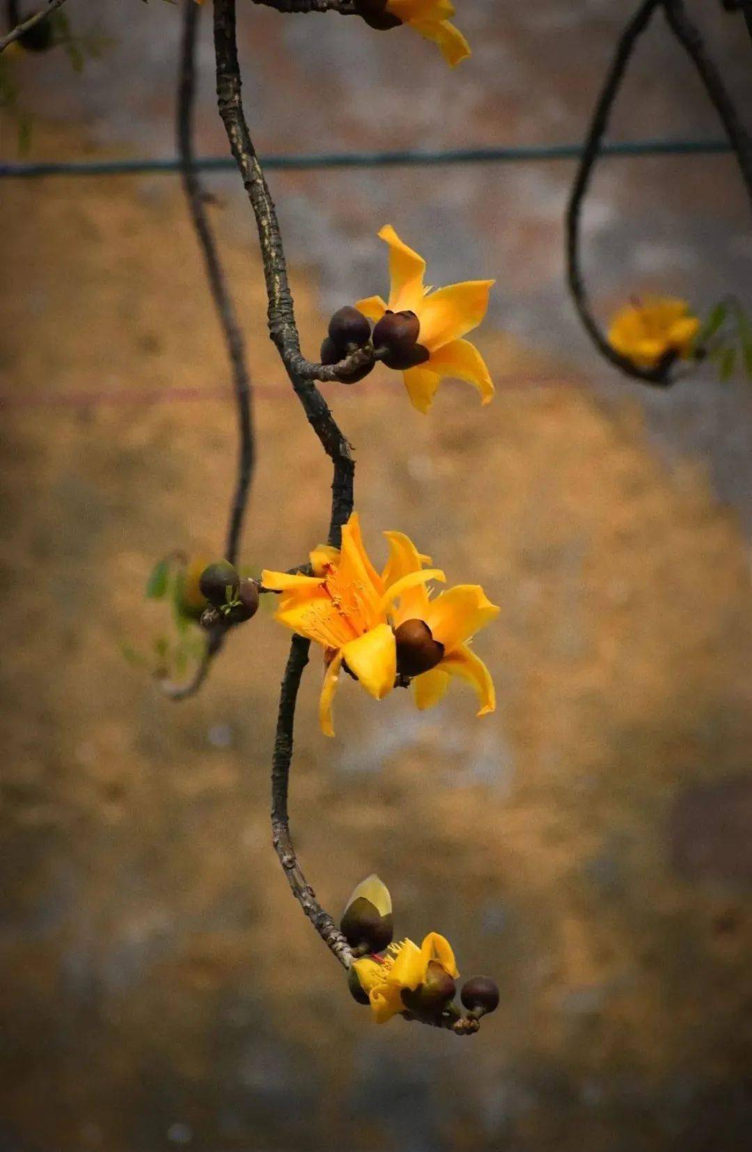 顺德绚烂的红木棉见多了,但金木棉你见过没?_城市_北村_网友