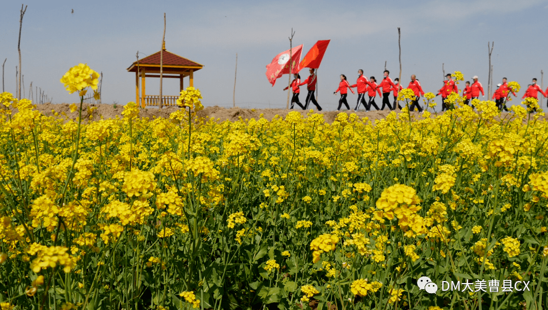 3月26日相約2023曹縣油菜花節!_菏澤_旅遊_風景區