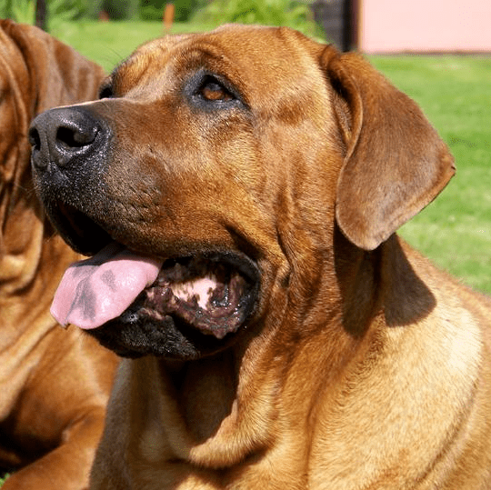 德國牧羊犬\阿爾薩斯狼犬\德國狼犬\德牧