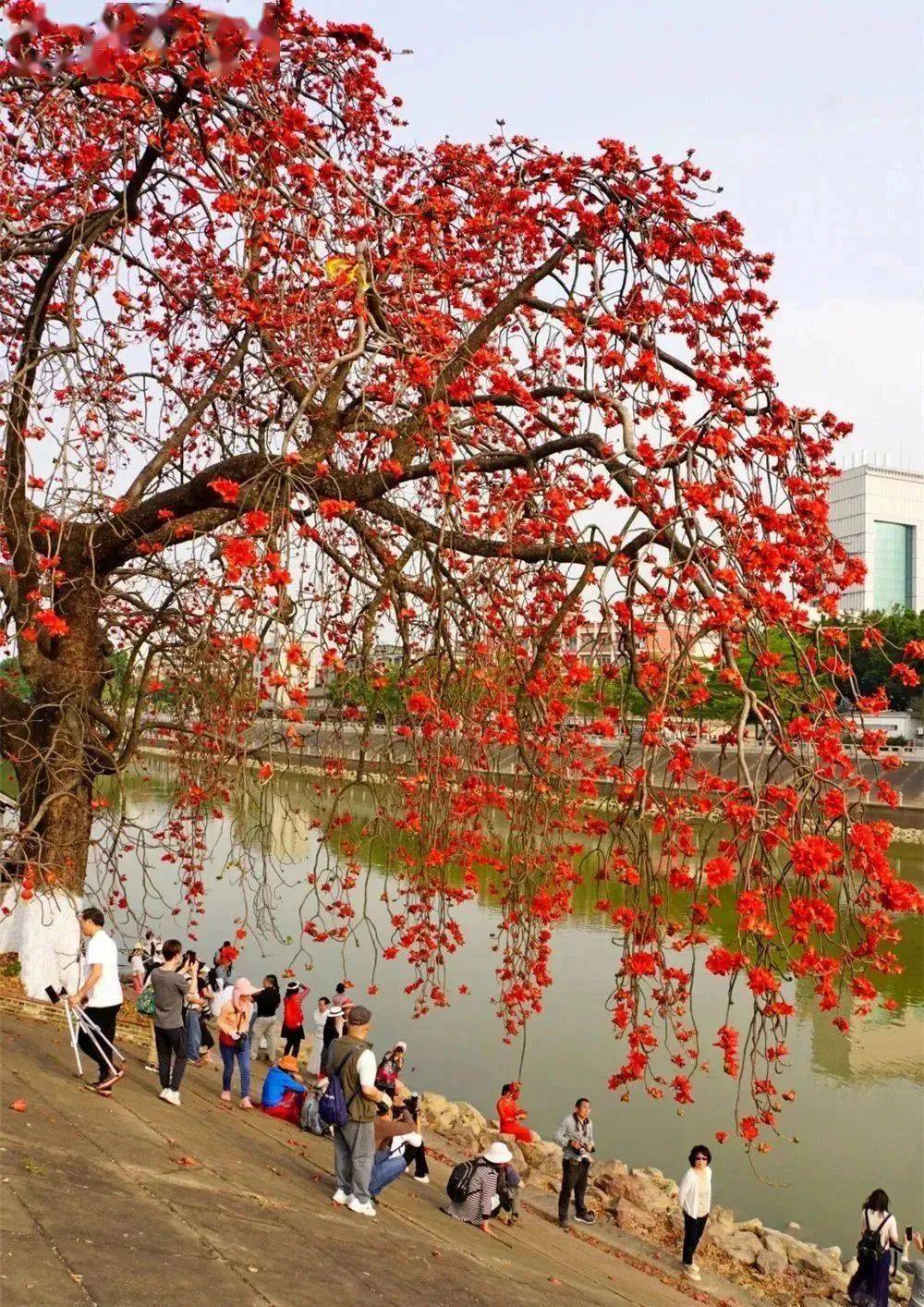 顺德绚烂的红木棉见多了,但金木棉你见过没?